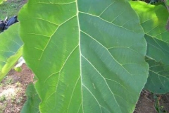 Closer-view-of-leaf-of-Common-teak
