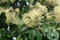 Flowers-of-Common-teak