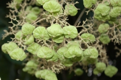 Fruits-of-Common-Teak