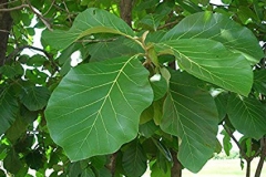Leaves-of-Common-Teak