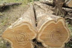 Logs-of-Common-teak-tree