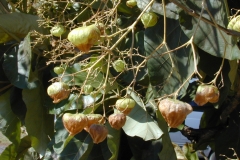 Mature-fruits-of-Common-teak