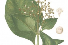 Plant-Illustration-of-Common-teak