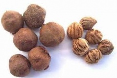 Seeds-of-Teak-plant