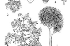 Sketch-of-Common-teak