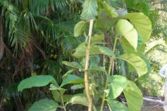 Small-Common-teak-tree