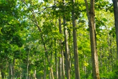 Teak-tree-growing-wild