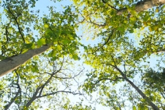 Teak-tree