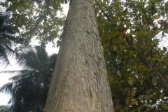 Trunk-of-Teak-tree