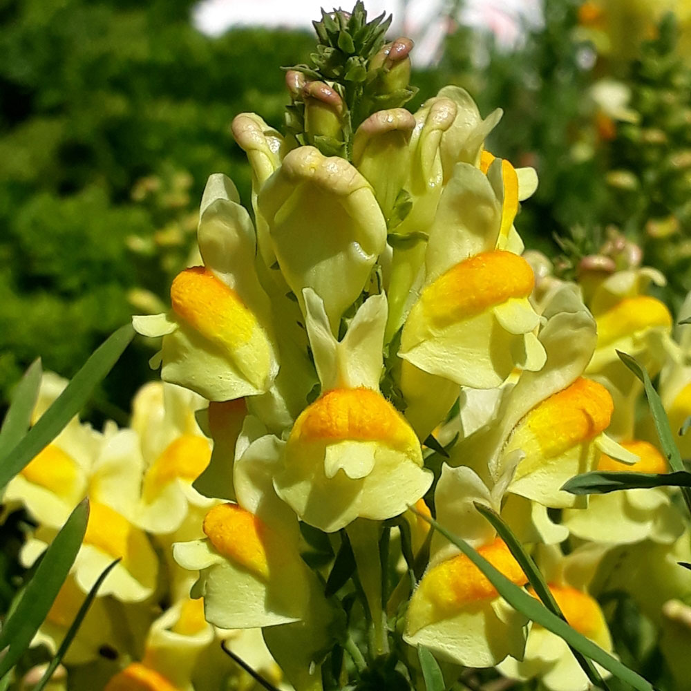 Closer-view-of-flowers-of-Common-Toadflax