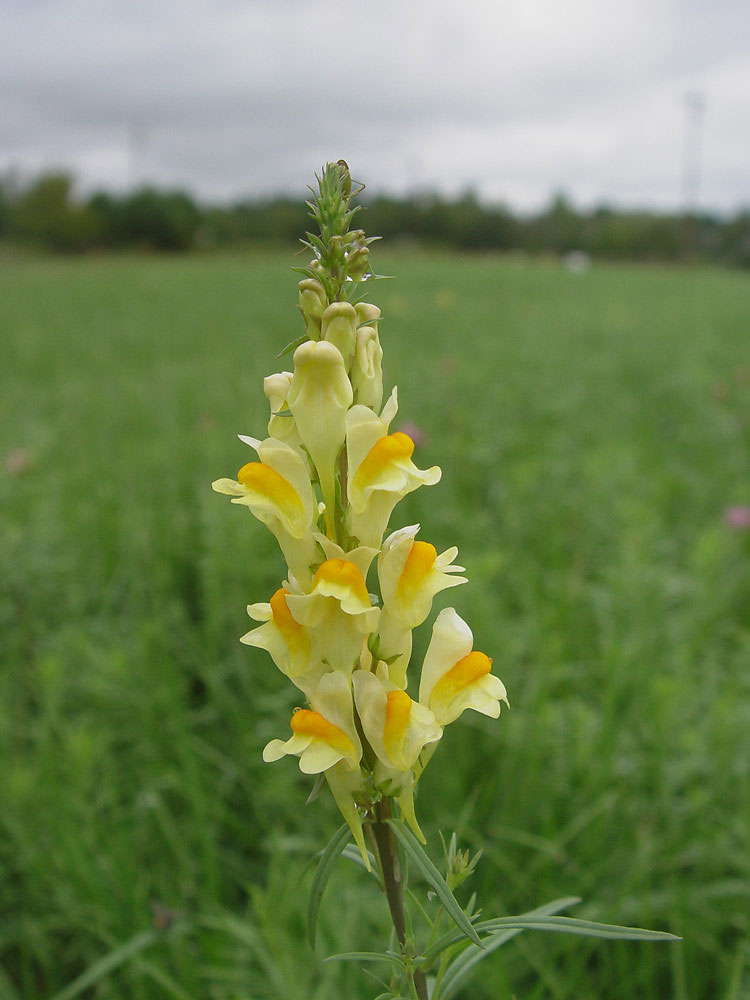 Flower-of-Common-Toadflax