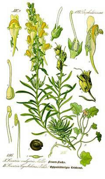 Plant-Illustration-of-Common-Toadflax