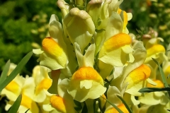 Closer-view-of-flowers-of-Common-Toadflax