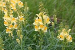 Common-Toadflax-plant-growing-wild