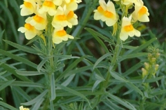 Common-Toadflax-plant