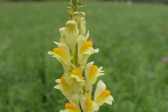 Flower-of-Common-Toadflax