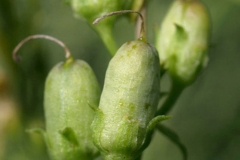 Fruits-of-Common-Toadflax
