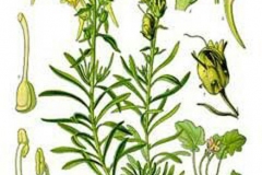 Plant-Illustration-of-Common-Toadflax