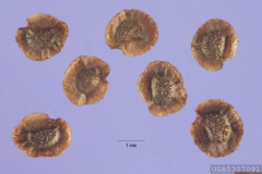 Seeds-of-Common-Toadflax