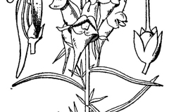 Sketch-of-Common-Toadflax