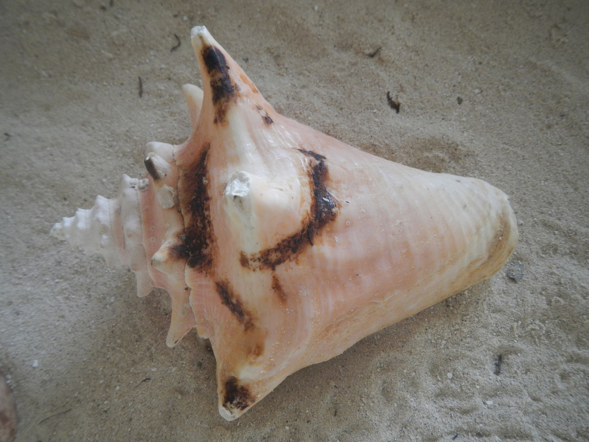 Conch Facts and Nutritional Value
