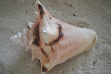 Conch