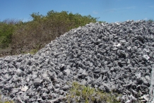Conch-graveyard