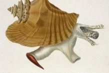 Illustration-of-Conch