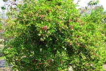 Conkerberry-tree