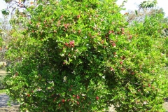 Conkerberry-tree