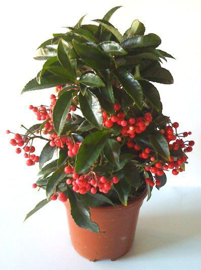 Coral-berry-plant-grown-on-pot