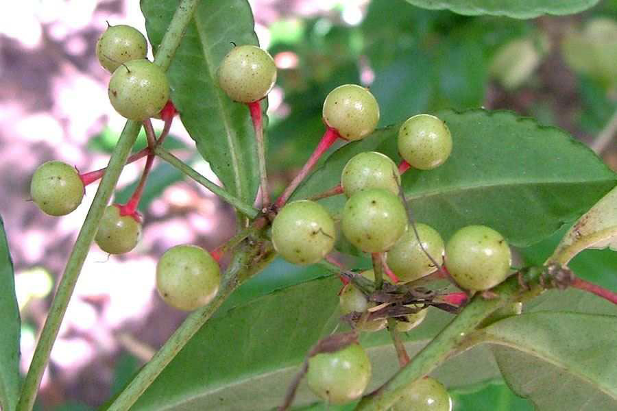 Immature-fruits-of-Coral-berry