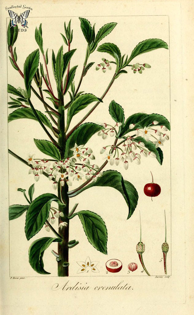Plant-illustration-of-Coral-berry