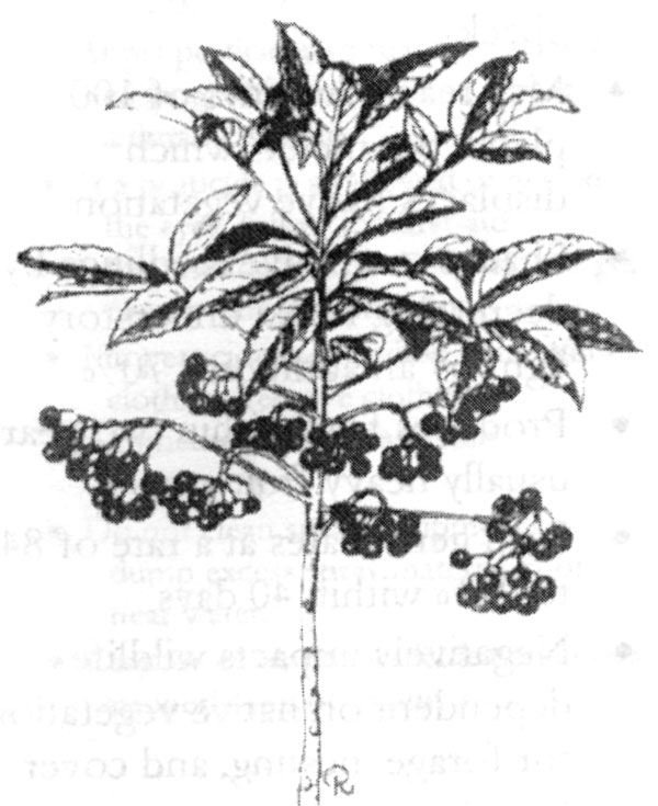 Sketch-of-Coral-berry