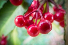 Closer-view-of-fruit-of-Coral-berry