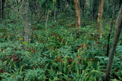 Coral-berry-Plant-growing-wild