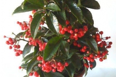Coral-berry-plant-grown-on-pot