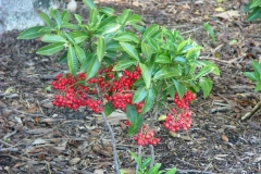 Coral-berry-plant
