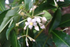 Flower-of-Coral-berry