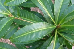 Leaves-of-Coral-berry