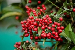 Mature-Coral-berry