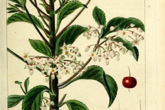 Plant-illustration-of-Coral-berry
