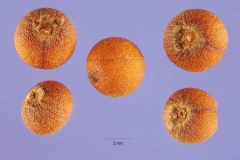 Seed-of-Coral-berry