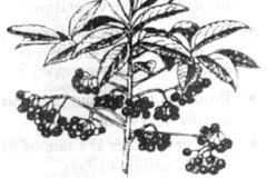 Sketch-of-Coral-berry