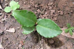 Small-Coral-berry-plant