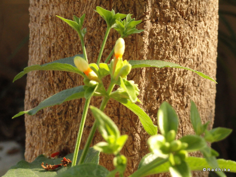 Bark-of-Coral-jasmine-plant