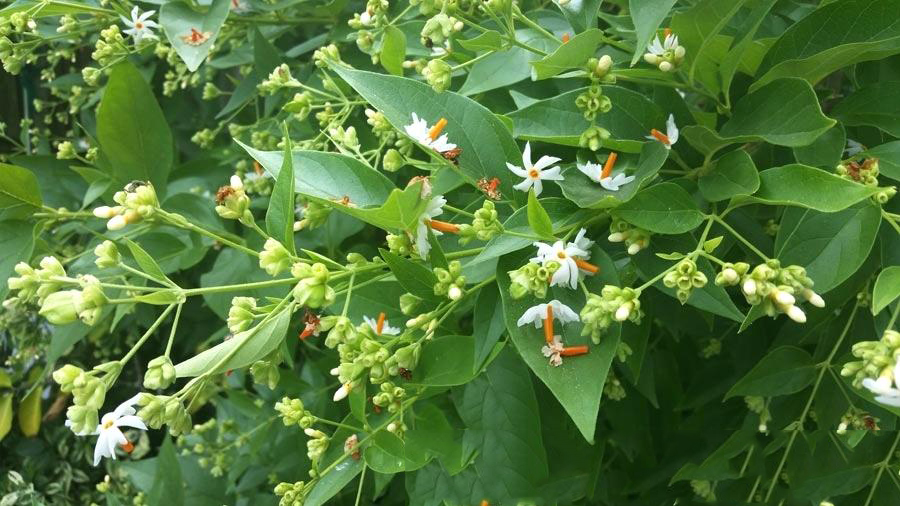 Coral-Jasmine--plant