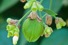 Unripe-Coral-jasmine-Fruit-on-the-tree