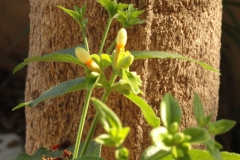 Bark-of-Coral-jasmine-plant