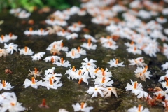 Coral-Jasmine-on-the-ground